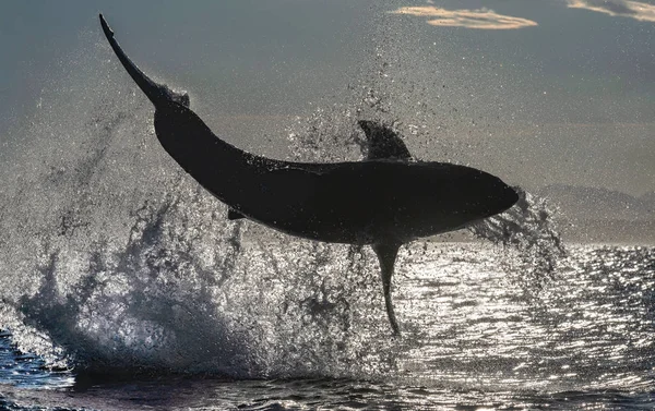 Silhouette Breaching Great White Shark Back Light Scientific Name Carcharodon — Stock Photo, Image