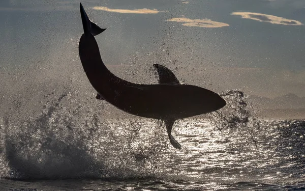 Silhouette Breaching Great White Shark Luz Trasera Nombre Científico Carcharodon — Foto de Stock