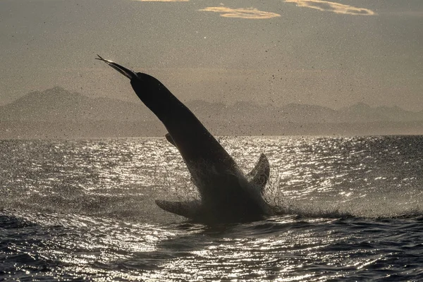 Breaching Great White Shark. Shark tail out of the water. Scientific name: Carcharodon carcharias. South Africa.