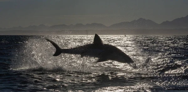 Silhouette Des Durchbrechenden Weißen Hais Gegenlicht Wissenschaftlicher Name Carcharodon Carcharias — Stockfoto