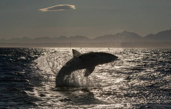 Silhouet Van Breaching Great White Shark Achterlicht Wetenschappelijke Naam Carcharodon — Stockfoto