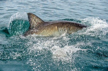 Köpekbalığı sırtı ve suyun üzerinde sırt yüzgeci. Büyük beyaz köpekbalığı yüzgeci, Carcharodon carcharias, Güney Afrika, Atlantik Okyanusu