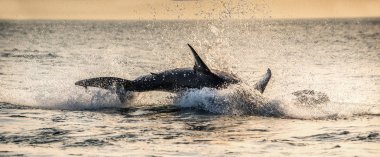 Büyük Beyaz Köpekbalığı'ndan atlıyor. Bilimsel adı: Carcharodon carcharias. Güney Afrika