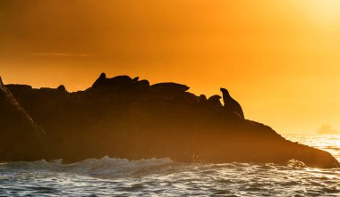 Kaya adasında ki siluetleri mühürler. Sunrise Gökyüzü Arka Plan. Gün doğumunda Seal Adası. Pelerin li, Bilimsel adı: Arctocephalus pusilus. Güney Afrika