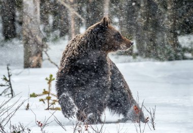 Kış ormanındaki kara boz ayı. Ön manzara. Kar yağışı. Bilimsel adı Ursus Arctos. Doğal yaşam alanı. Kış mevsimi.