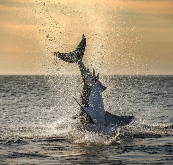 Saltando Gran Tiburón Blanco Nombre Científico Carcharodon Carcharias Sudafrica — Foto de Stock