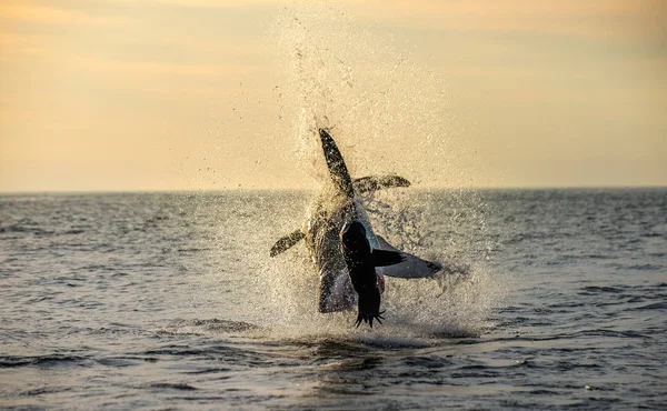 Saltando Grande Tubarão Branco Nome Científico Carcharodon Carcharias África Sul — Fotografia de Stock