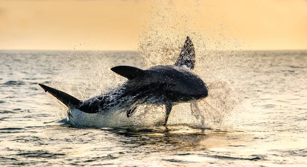 Jumping Great White Shark Scientific Name Carcharodon Carcharias South Africa — Stock Photo, Image