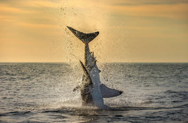 Grand Requin Blanc Sautant Nom Scientifique Carcharodon Carcharias Afrique Sud — Photo