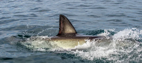 Shark back and dorsal fin above water. Fin of great white shark, Carcharodon carcharias,  South Africa, Atlantic Ocean