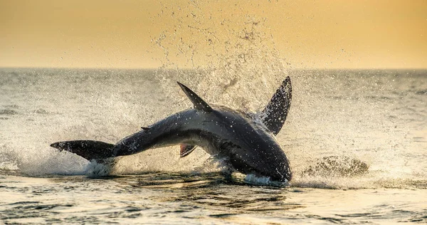 Saltando Gran Tiburón Blanco Nombre Científico Carcharodon Carcharias Sudafrica —  Fotos de Stock