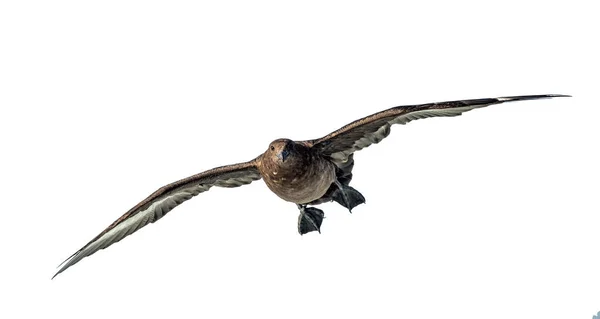 飛行中のグレートスクア 白い背景の正面図 カタラクタ スクア — ストック写真