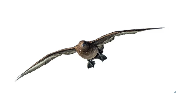 Geweldige Skua Tijdens Vlucht Vooraanzicht Witte Achtergrond Wetenschappelijke Naam Catharacta — Stockfoto