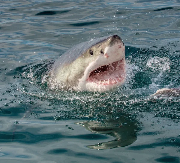 Gran Tiburón Blanco Con Boca Abierta Superficie Fuera Del Agua —  Fotos de Stock