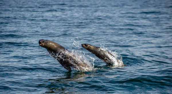 Тюлени Плавают Выпрыгивают Воды Прыгающий Тюлень Мыса Научное Название Arctocephalus — стоковое фото