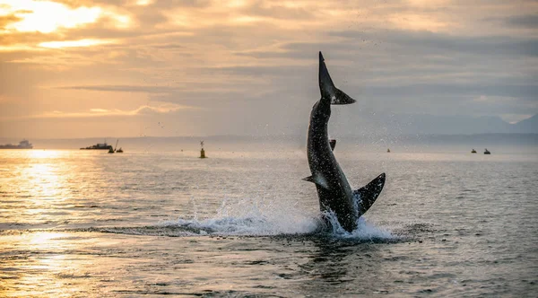 Springen Großer Weißer Hai Wissenschaftlicher Name Carcharodon Carcharias Südafrika — Stockfoto