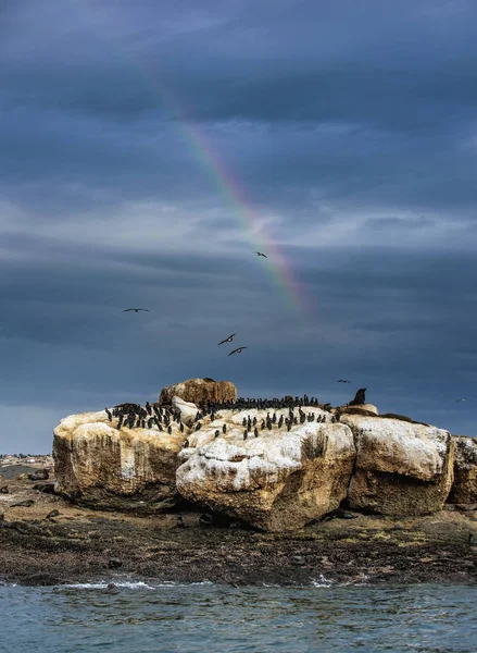 Zeehonden Aalscholvers Het Rotsachtige Eiland Stormachtig Weer Wolkenlucht Met Een — Stockfoto