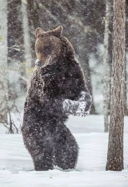 Braunbär Steht Auf Den Hinterbeinen Schnee Winterwald Schneefall Wissenschaftlicher Name — Stockfoto