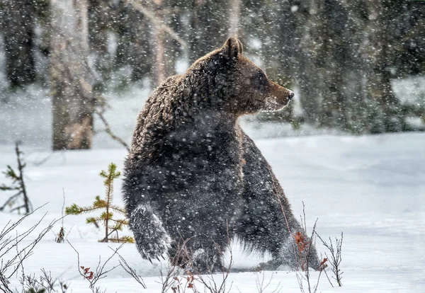 Braunbär Schnee Winterwald Frontansicht Schneefall Wissenschaftlicher Name Ursus Arctos Natürlichen — Stockfoto