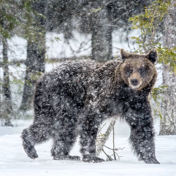 Braunbär Spaziergang Schnee Winterwald Schneefall Wissenschaftlicher Name Ursus Arctos Natürlichen — Stockfoto