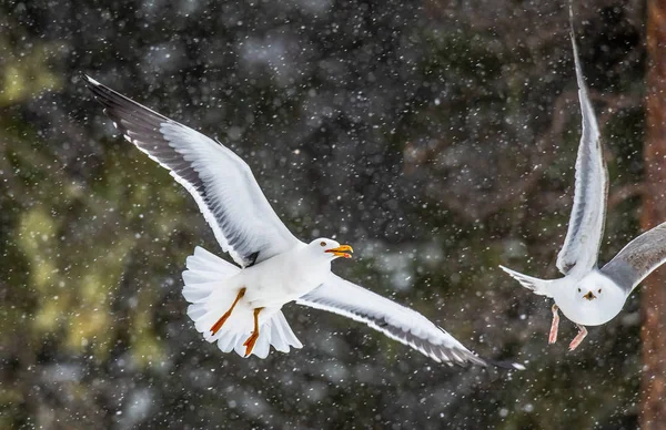 European Herring Gulls Flight Scientific Name Larus Argentatus Dark Natural — Stock Photo, Image