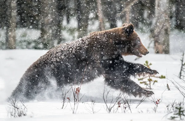 Braunbär Läuft Auf Dem Schnee Winterwald Schneefall Wissenschaftlicher Name Ursus — Stockfoto