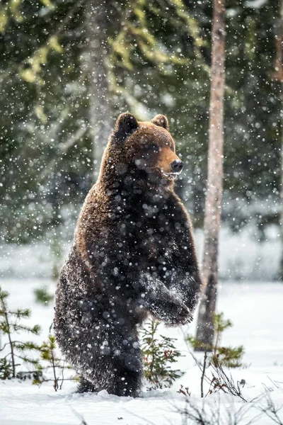 Καφέ Αρκούδα Που Στέκεται Στα Πίσω Πόδια Του Στο Χιόνι — Φωτογραφία Αρχείου