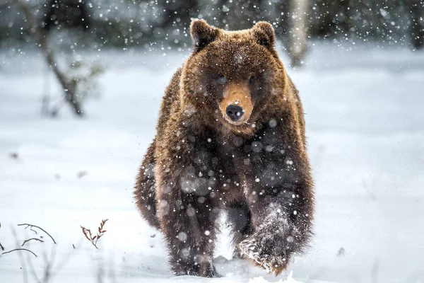 Braunbär Läuft Auf Dem Schnee Winterwald Frontansicht Schneefall Wissenschaftlicher Name — Stockfoto