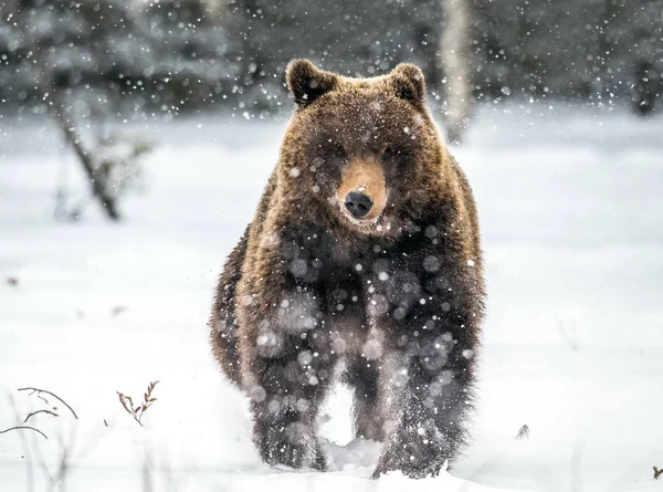 Sněhu Zimním Lese Běží Hnědý Medvěd Pohled Zepředu Sněžení Vědecký — Stock fotografie