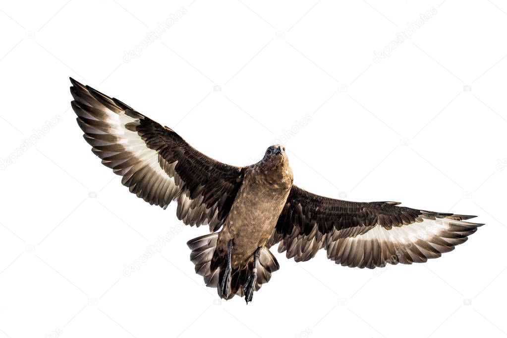 Great Skua in flight. Bottom view on white background. Scientific name: Catharacta skua.