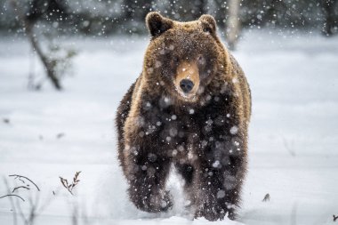 Kahverengi ayı kış ormanında karüzerinde koşuyor. Ön görüş. Kar yağışı. Bilimsel adı: Ursus arctos. Doğal yaşam alanı. Kış sezonu.
