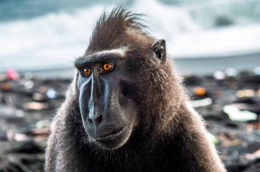 Celebes tepeli macaque. Koyu siyah macaque, Sulawesi tepeli macaque, ya da siyah maymun. Doğal Habitat. Sulawesi. Endonezya.