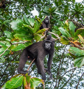 Celebes ağaç üzerinde makak tepeli. Yeşil doğal arka plan. Tepeli siyah makak, Sulawesi tepeli makak, ya da siyah maymun. Doğal yaşam alanı. Sulawesi. Endonezya.