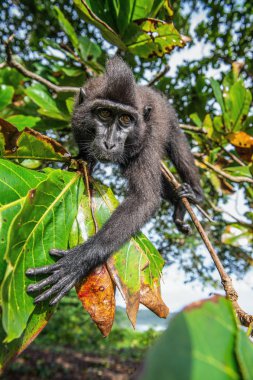 Celebes ağaç üzerinde makak tepeli. Yeşil doğal arka plan. Tepeli siyah makak, Sulawesi tepeli makak, ya da siyah maymun. Doğal yaşam alanı. Sulawesi. Endonezya.