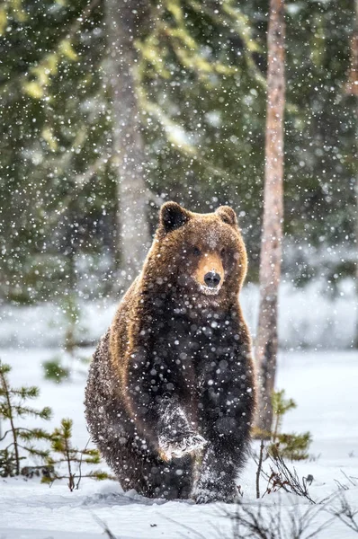 Hnědý Medvěd Stál Zadních Nohách Sněhu Zimním Lese Sněžení Vědecký — Stock fotografie