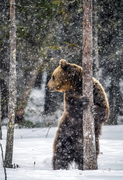 Braunbär Steht Auf Den Hinterbeinen Schnee Winterwald Schneefall Wissenschaftlicher Name — Stockfoto