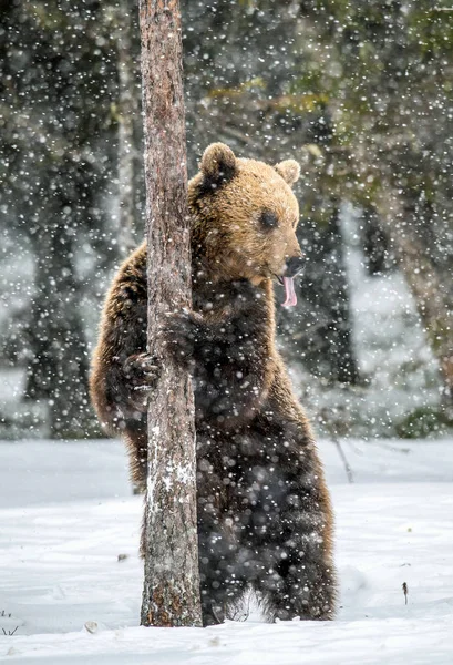 Коричневий Ведмідь Стояв Задніх Ніжках Снігу Зимовому Лісі Снігопад Наукова — стокове фото