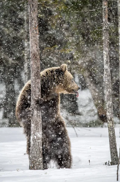 Braunbär Steht Auf Den Hinterbeinen Schnee Winterwald Schneefall Wissenschaftlicher Name — Stockfoto