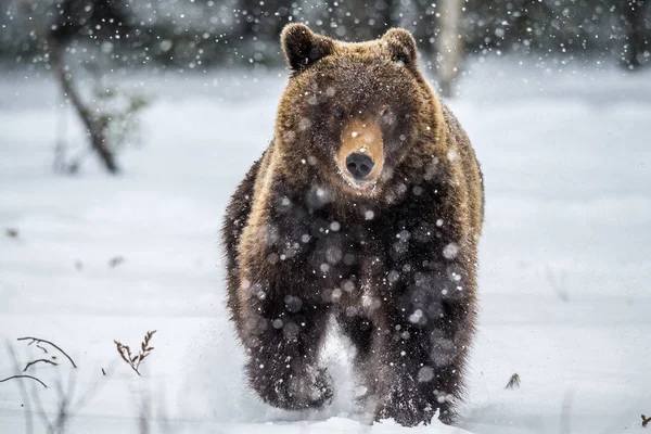 Braunbär Läuft Auf Dem Schnee Winterwald Frontansicht Schneefall Wissenschaftlicher Name — Stockfoto