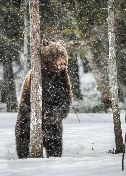 Braunbär Steht Auf Den Hinterbeinen Schnee Winterwald Schneefall Wissenschaftlicher Name — Stockfoto