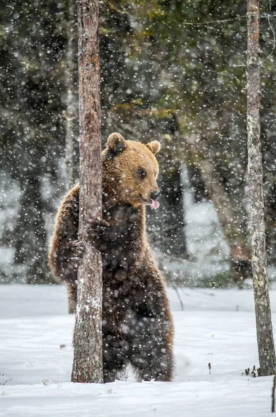 Braunbär Steht Auf Den Hinterbeinen Schnee Winterwald Schneefall Wissenschaftlicher Name — Stockfoto