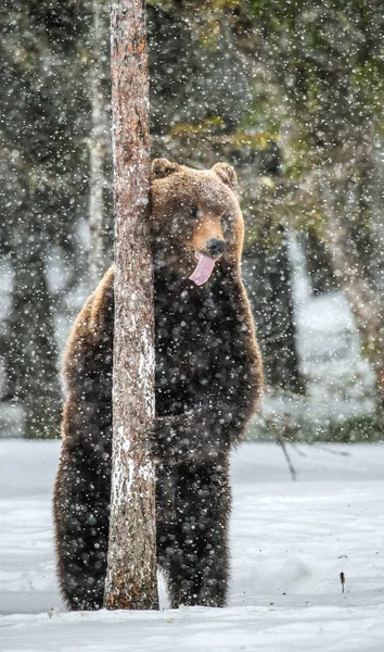 Braunbär Steht Auf Den Hinterbeinen Schnee Winterwald Schneefall Wissenschaftlicher Name — Stockfoto