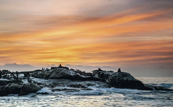 Sellos Siluetas Isla Roca Sunrise Sky Background Seal Island Amanecer —  Fotos de Stock