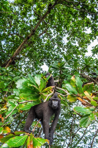 Los Celebes Crestaron Macaco Árbol Fondo Natural Verde Macaco Negro — Foto de Stock