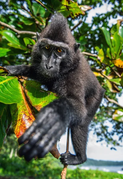 セレベスは木にマカクを登った 緑の自然の背景 クレストブラックマカク スラウェシクレストマカク または黒猿 自然の生息地 スラウェシ インドネシア — ストック写真