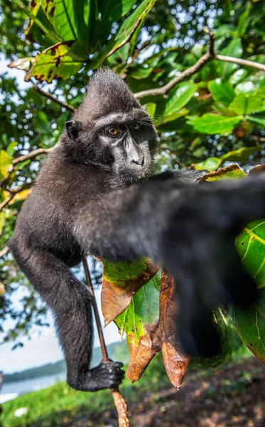 塞莱斯人把猴在树上 绿色自然背景 爬行的黑色猴 苏拉威西的猴 或黑猿 自然栖息地 苏拉威西 印度尼西亚 — 图库照片