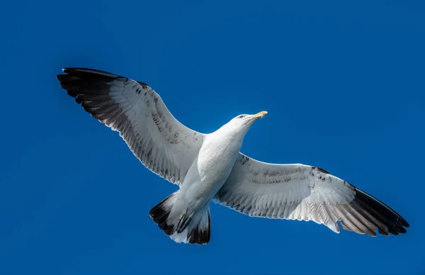 Seagull Flight Blue Sky Background View — Stock Photo, Image