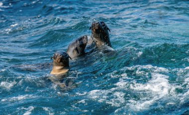 Foklar suda yüzer. Pelerin kürkü fok, bilimsel adı Arctocephalus pusilus. Seal Island, False Bay, Güney Afrika .