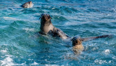 Foklar suda yüzer. Pelerin kürkü fok, bilimsel adı Arctocephalus pusilus. Seal Island, False Bay, Güney Afrika .