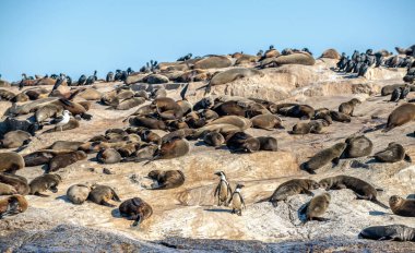 Afrika penguenler Seal Adası üzerinde. Yanlış Bay Simon'ın Town yakınındaki yer alan ada, mühür. Güney Afrika (Cape) kürk fokları (Arctocephalus pusillus pusillus), False Bay, Western Cape, Güney Afrika, Afrika